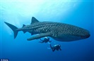 Swam with Whale Sharks - Mexico 2014
